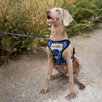 Personalizovaný postroj pro psy