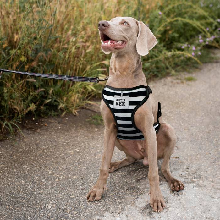 Personalizovaný postroj pro psy - Vězení