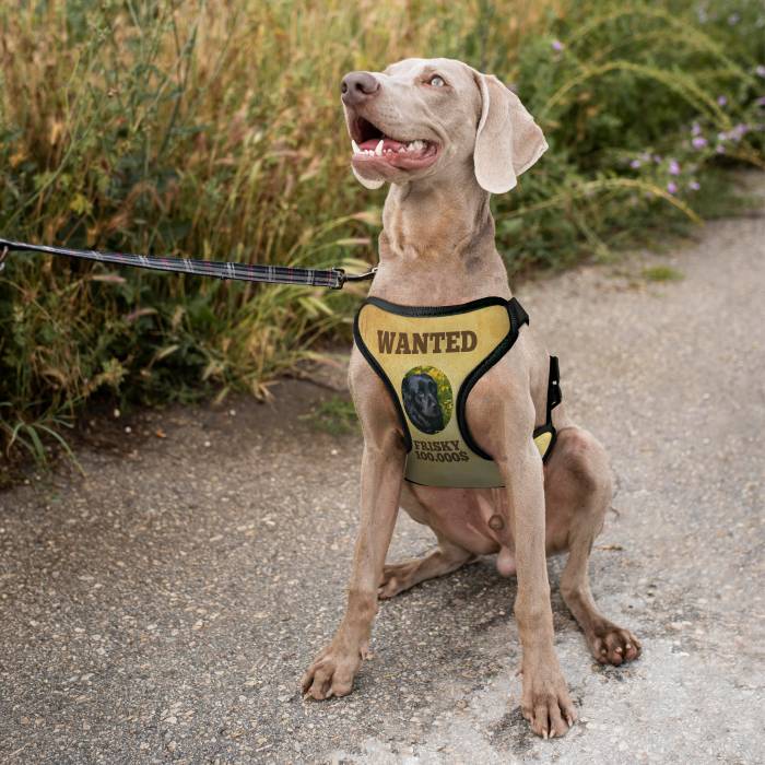 Personalizovaný postroj pro psy - Wanted